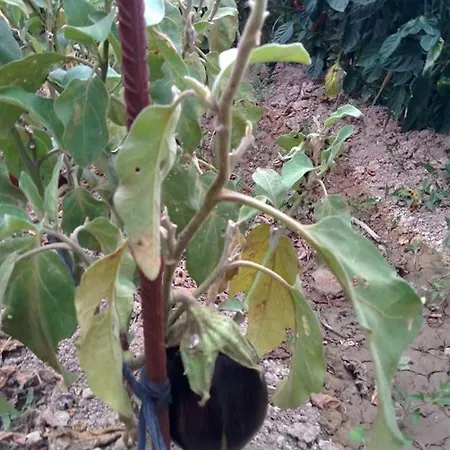 Caseta Manigotxa Deltebre