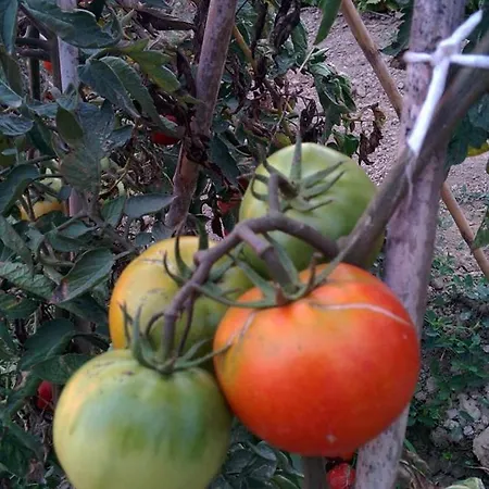 Caseta Manigotxa